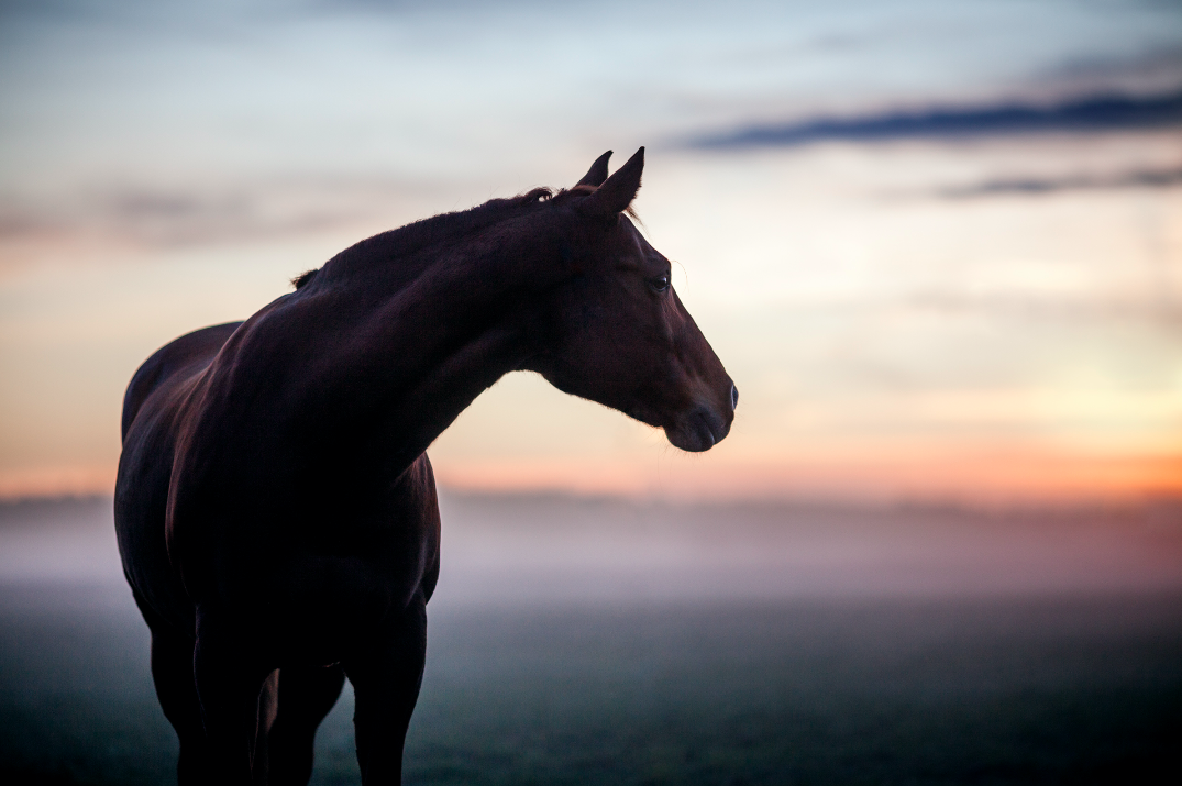 Un élevage de chevaux américains